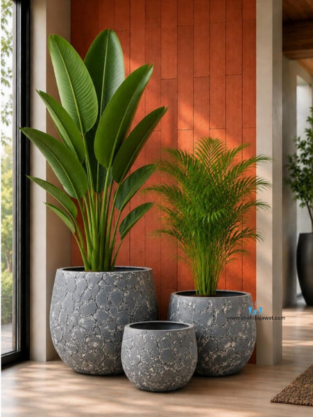 Grey And White Glazed Like Bowl Shaped FRP (Fiberglass) Indoor And Outdoor Planters Are Lightweight, Durable, Weather Resistant, UV Resistant Made For Residential And Commercial Spaces, Available Exclusively On Shahi Sajawat India, the world of home decor products. Best trendy home decor, office decor, restaurant decor living room, kitchen and bathroom decor ideas of 2026.