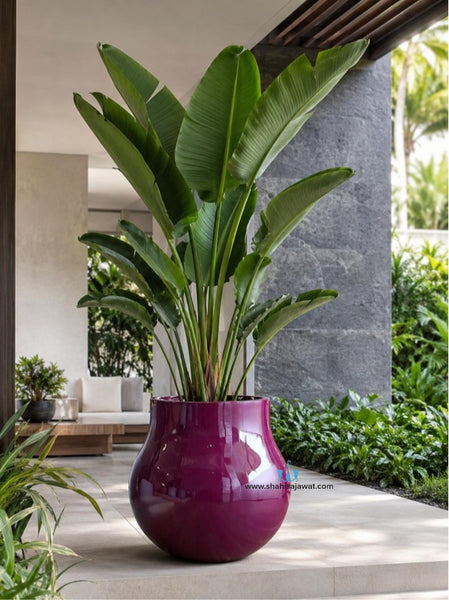 Curvy Maroon Vase Shaped Gloss Finished FRP (Fiberglass) Indoor And Outdoor Planters Are Lightweight, Durable, Weather Resistant, UV Resistant Made For Residential And Commercial Spaces, Available Exclusively On Shahi Sajawat India, the world of home decor products. Best trendy home decor, office decor, restaurant decor living room, kitchen and bathroom decor ideas of 2026.