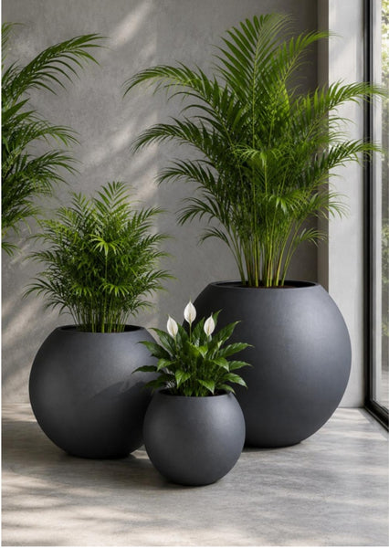 Three matte black spherical planters in different sizes arranged on a light gray floor against a textured gray wall, each holding green palm-like plants. A smaller white flower blooms in the center planter.